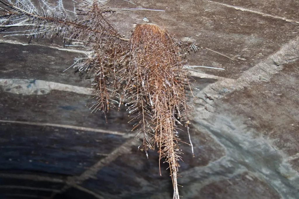 tree root invasion granite city il