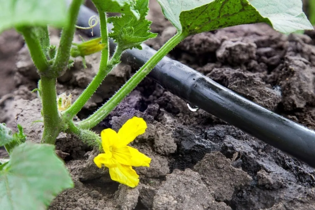 drip irrigation edwardsville il