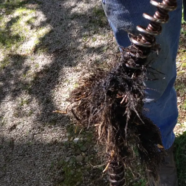 augering a sewer pipe that is clogged with tree roots